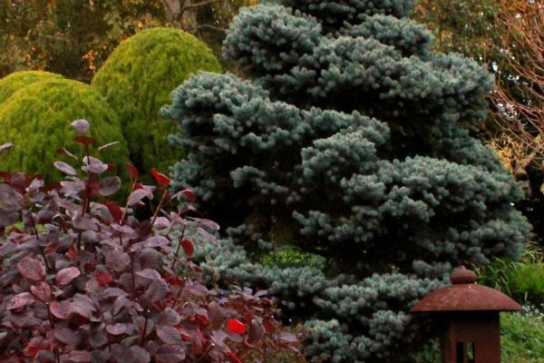 garden1-6F382F2BB-E2F4-92DA-73DC-AF1954907D2C.jpg