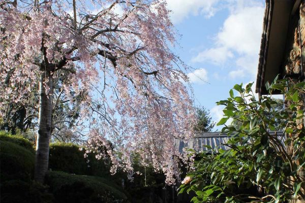 garden2-46CE5FDF2-60B0-89AB-87AF-1150FB328CAD.jpg