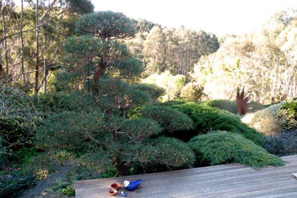 pine1-1086D39202-3BB8-66D2-3D43-2280C31901E5.jpg