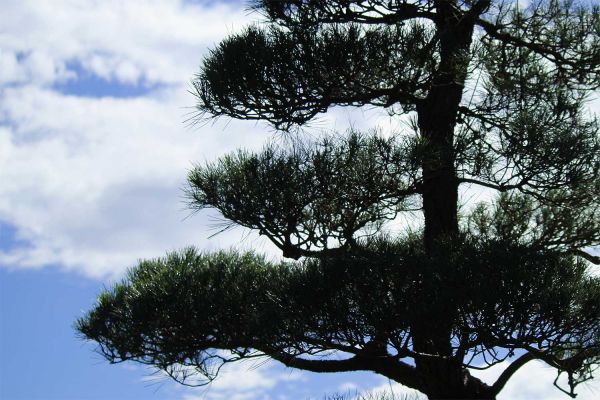 pine1-7D448BDF6-2CDF-0FC2-D176-EBB8D75DC246.jpg