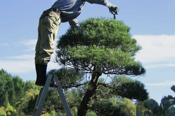 pine1-8672C9D1F-0D09-C836-F3C6-9F6C7F09FED0.jpg