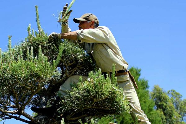 pine2-133CF04ED-B843-8650-DD19-06637C23A5C5.jpg