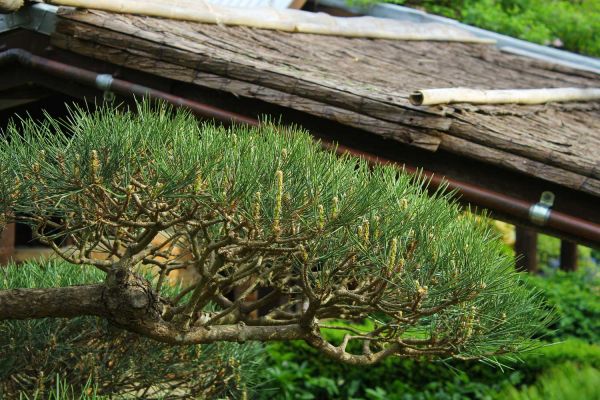 pine2-31D0C01A6-3FBC-8DF4-85DE-A7E271C96C7C.jpg