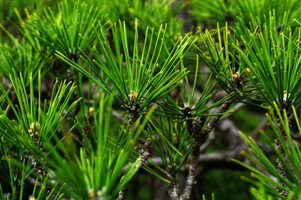 pine2-50A59A839-C9F2-B808-7F0A-A7BBE28937BB.jpg
