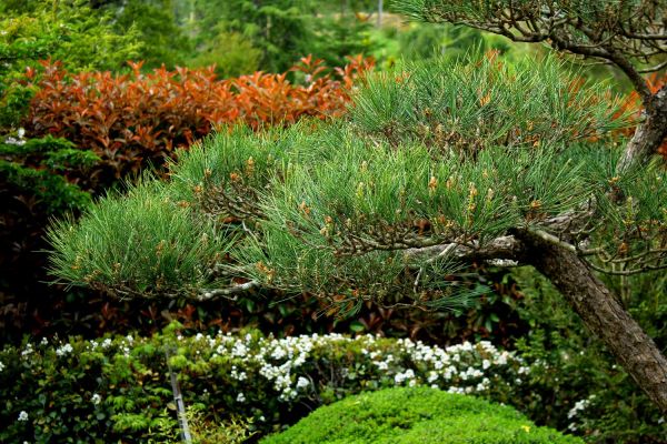 pine2-63A064117-5960-9B00-1B54-197FA08DEA52.jpg