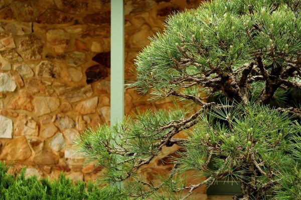pine3-3EF4F6348-BE88-9D25-70BB-626FDCCE043D.jpg