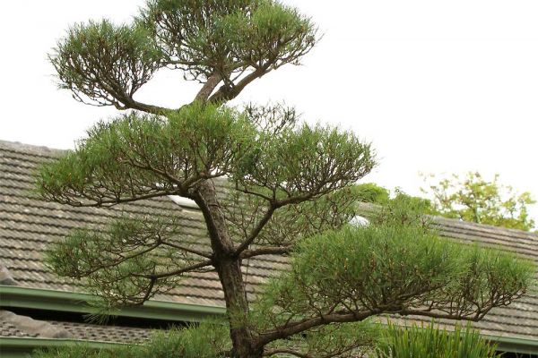 pine3-574179490-E2CB-5E3D-7DF7-BF1FA45CF8A4.jpg