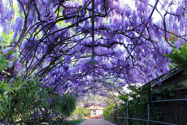 wisteria01-1090312C3-39A8-DDBA-8E6B-ED8C18E4BD68.jpg