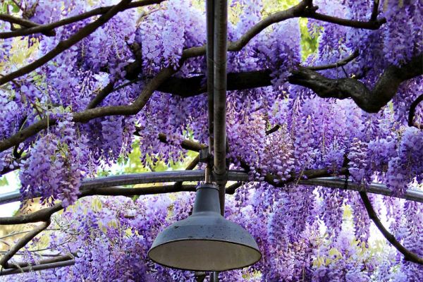 wisteria01-2A4EE8993-535B-539A-973F-9CD2BE9C0179.jpg