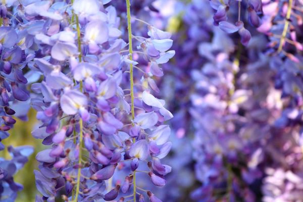 wisteria01-38F6ACDAE-DDA3-CB21-5855-C1E8A138193C.jpg