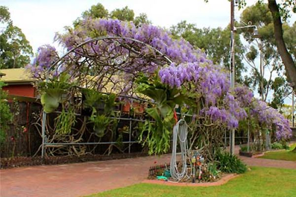 wisteria01-6EFED7554-5EBD-8D4C-FE89-FFC230A401AF.jpg