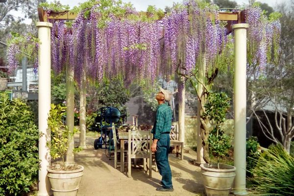 wisteria028F0D9D0D-E897-C554-59AC-0F8ABAD53071.jpg