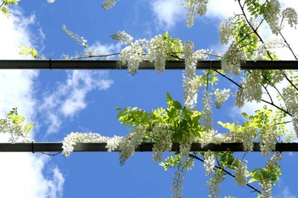 wisteria03-17022CC1A-E874-2D99-0A31-3636AAB71CC3.jpg