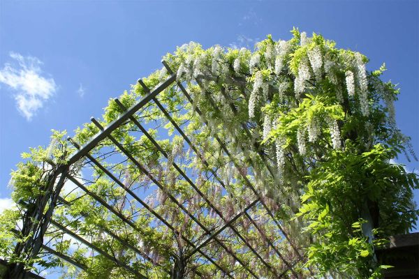 wisteria03-6DA82009F-F3B9-11D7-89E5-700740F4195A.jpg