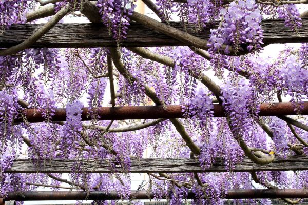 wisteria04-1F8E7BF1E-1688-F9FC-4C24-84FD4A7EE0FE.jpg