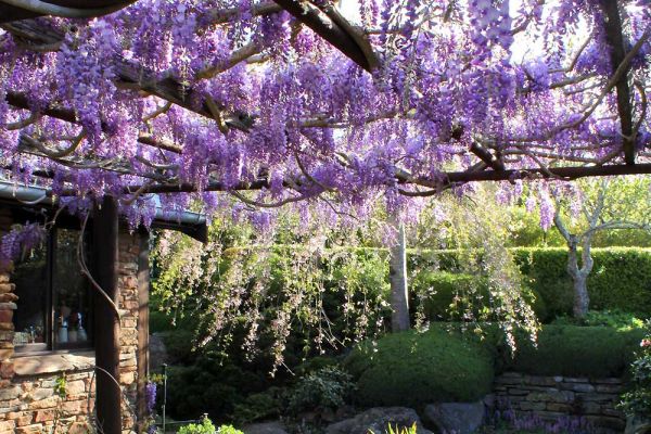 wisteria04-290F579EE-4ED8-169B-4476-106F2D0DD5C5.jpg