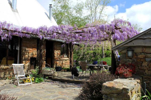 wisteria04-3A4D64A0D-29F9-7519-E285-1D87BDC12485.jpg