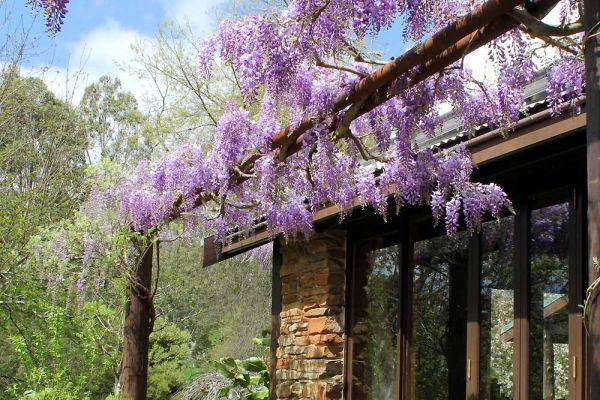 wisteria04-4A0C737D8-BEA1-58EA-59BA-48D0EC6201BD.jpg