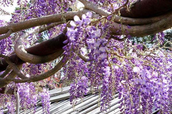 wisteria04-5A761DB99-A47C-E8FF-9488-327F6CDC0DF5.jpg