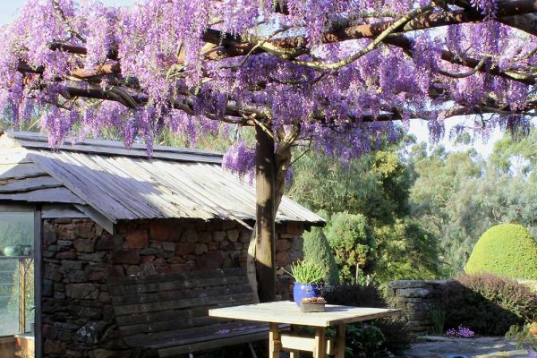 wisteria04-67C1988B5-2DFB-3F6A-25CB-1C91E43CD0E9.jpg