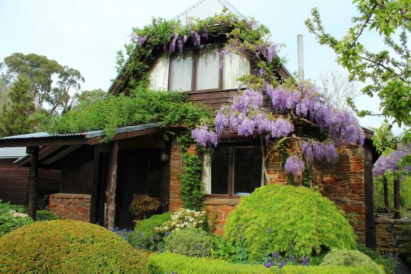 wisteria05-1BA76DD22-B41E-C3E3-8A83-8982F5EB8E3D.jpg