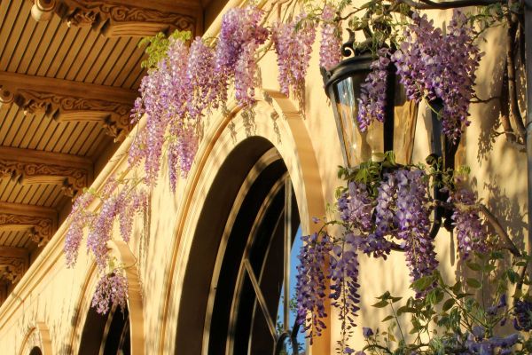 wisteria06-28D70007E-7EA8-E1E1-600B-DF6E769EAEBF.jpg