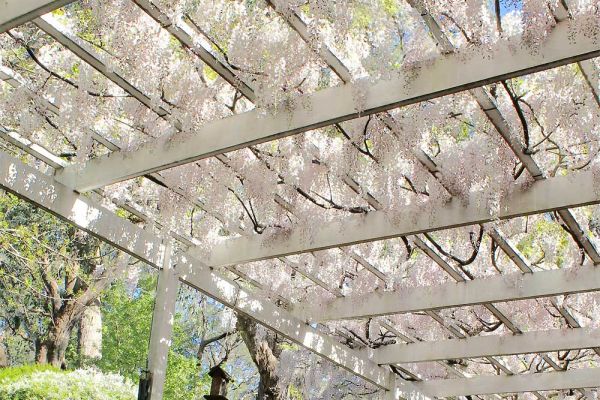 wisteria07-10B9DF276-88A9-D243-F454-1110B611A3CD.jpg