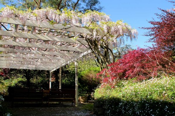 wisteria07-2233F6F1F-C4D0-3A05-CBB1-BDB4E9F97765.jpg