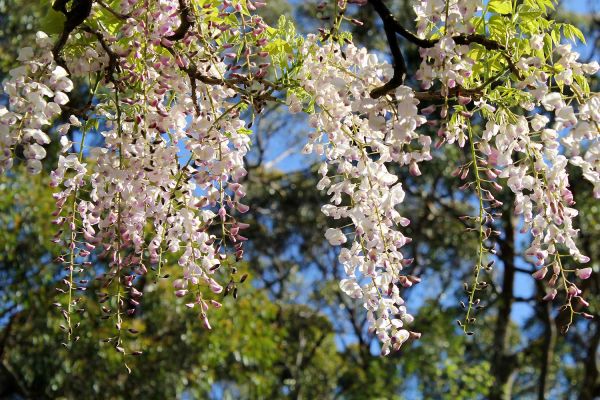 wisteria07-308F0C651-43CE-A7F1-3542-C924A72192B9.jpg