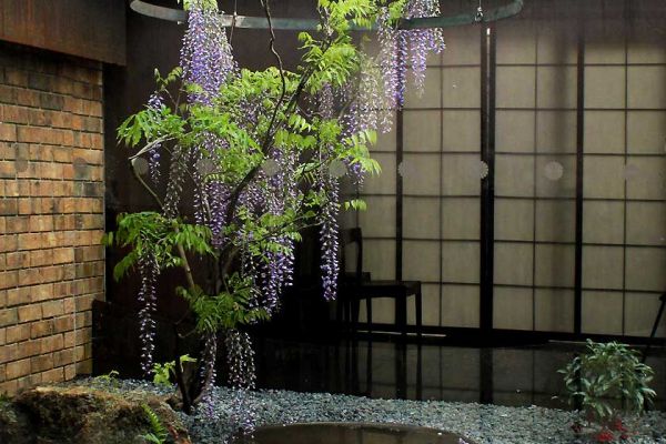 wisteria08-128CD4386-CA37-FA4F-8ADB-80A0016153A5.jpg