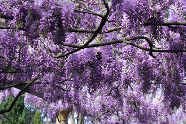 wisteria09-1E6D0E4F2-BEA9-222F-DC6F-5D365867154A.jpg