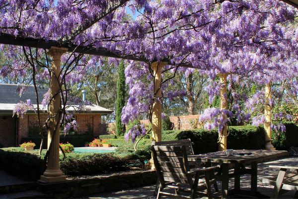 wisteria09-27BB84E09-C870-AD91-FA35-A210C83A9639.jpg
