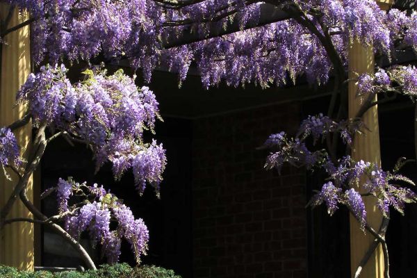wisteria09-34D2CED0A-0E59-C60D-B982-00ED3B8B4BF1.jpg