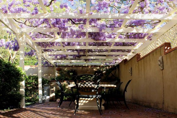 wisteria10-149FEC6CB-76B7-DA45-269E-75338BDC42DA.jpg