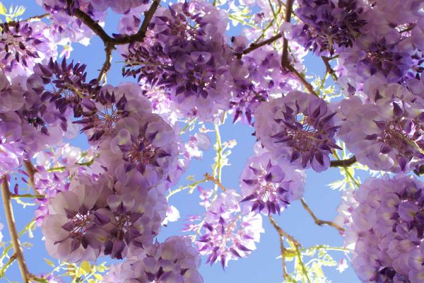 wisteria10-2FD1E72A7-F92B-797F-F6E0-FA5E87C5990D.jpg