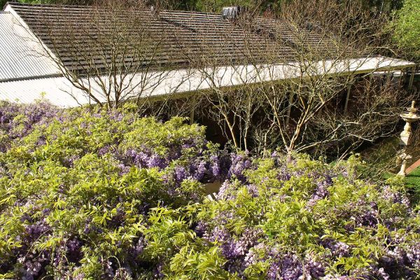 wisteria10-684EEF431-EC55-D2EA-368A-37684F3AAEEC.jpg